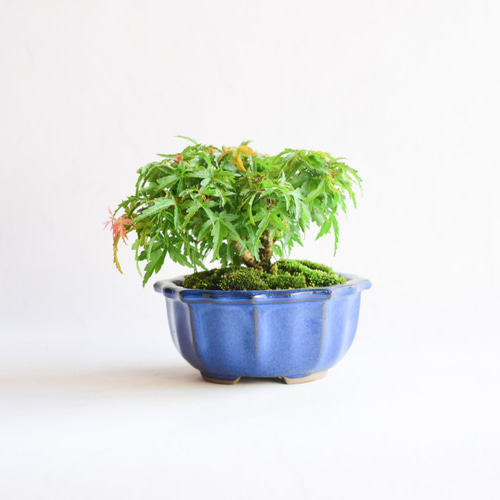 琴姫モミジ No.161 盆栽 盆栽やす 通販 15806170｜Creema(クリーマ)