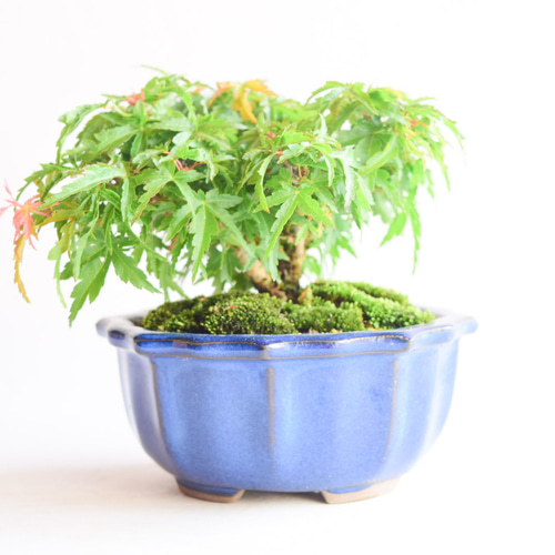 琴姫モミジ No.161 盆栽 盆栽やす 通販 15806170｜Creema(クリーマ)
