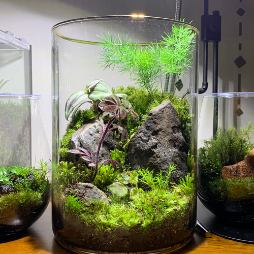 207 苔アート 苔テラリウム ソラナム ウレアナム ベゴニア 入り