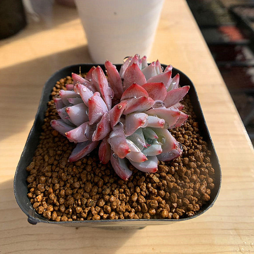 多肉植物 韓国苗 エケベリア ピンクブルーバード ふっくら 観葉植物