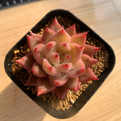 583.多肉植物 寄せ植え エケベリア属 宝石鳥 抜き苗 アート