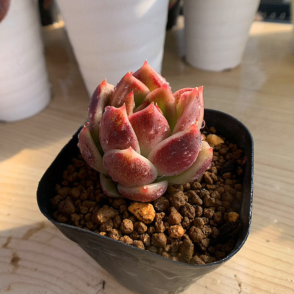 584.多肉植物 寄せ植え エケベリア属 ダーククリスタルローズ 抜き苗 