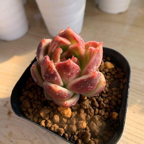 多肉植物エケベリアチェリークイーン抜き苗