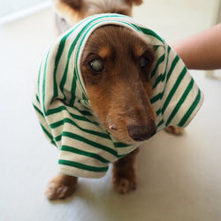 犬服　おててがかわいく見えるボーダ袖付きカットソー　ホワイト×グリーン 6枚目の画像