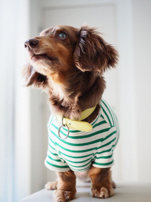 犬服　おててがかわいく見えるボーダ袖付きカットソー　ホワイト×グリーン 3枚目の画像
