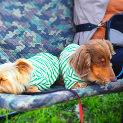 犬服　おててがかわいく見えるボーダ袖付きカットソー　ホワイト×グリーン 19枚目の画像
