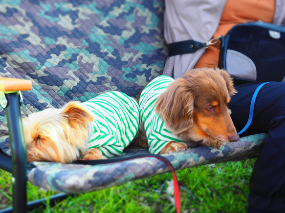 犬服　おててがかわいく見えるボーダ袖付きカットソー　ホワイト×グリーン 19枚目の画像