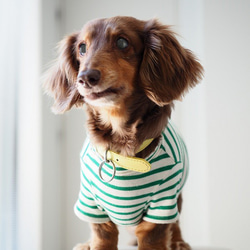 犬服　おててがかわいく見えるボーダ袖付きカットソー　ホワイト×グリーン 7枚目の画像