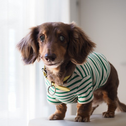 犬服　おててがかわいく見えるボーダ袖付きカットソー　ホワイト×グリーン 1枚目の画像