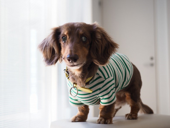 犬服　おててがかわいく見えるボーダ袖付きカットソー　ホワイト×グリーン 1枚目の画像