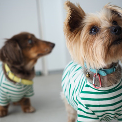 犬服　おててがかわいく見えるボーダ袖付きカットソー　ホワイト×グリーン 10枚目の画像