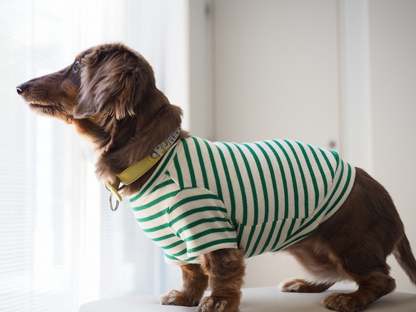 犬服　おててがかわいく見えるボーダ袖付きカットソー　ホワイト×グリーン 2枚目の画像