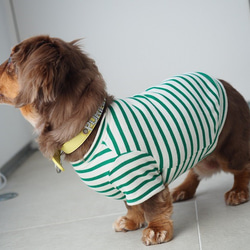 犬服　おててがかわいく見えるボーダ袖付きカットソー　ホワイト×グリーン 11枚目の画像