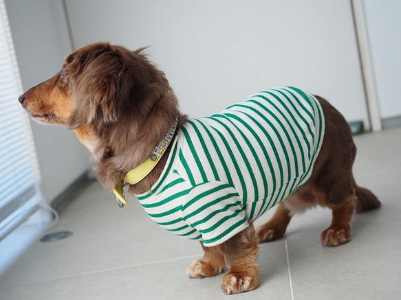犬服　おててがかわいく見えるボーダ袖付きカットソー　ホワイト×グリーン 11枚目の画像
