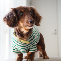 犬服　おててがかわいく見えるボーダ袖付きカットソー　ホワイト×グリーン 4枚目の画像