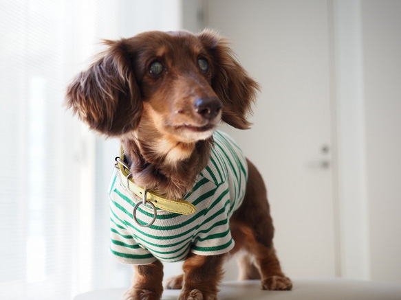 犬服　おててがかわいく見えるボーダ袖付きカットソー　ホワイト×グリーン 4枚目の画像