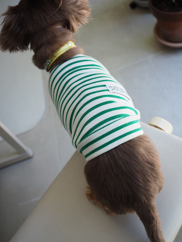 犬服　おててがかわいく見えるボーダ袖付きカットソー　ホワイト×グリーン 5枚目の画像