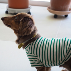 犬服　おててがかわいく見えるボーダ袖付きカットソー　ホワイト×グリーン 12枚目の画像