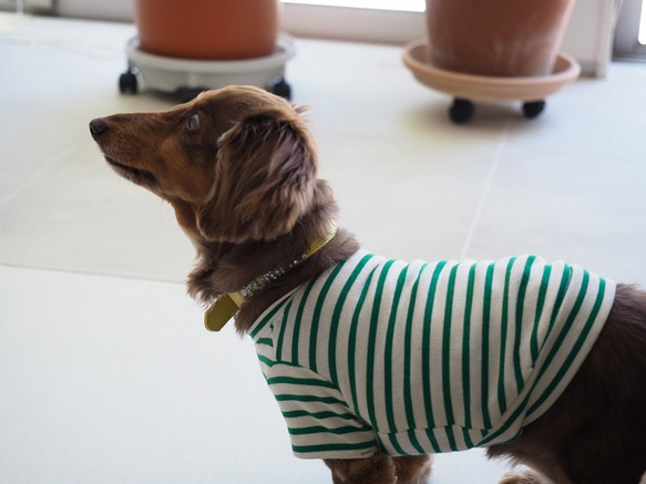 犬服　おててがかわいく見えるボーダ袖付きカットソー　ホワイト×グリーン 12枚目の画像