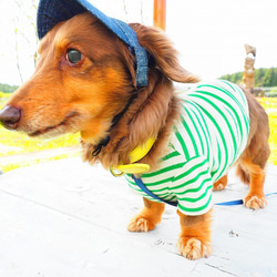 犬服　おててがかわいく見えるボーダ袖付きカットソー　ホワイト×グリーン 16枚目の画像