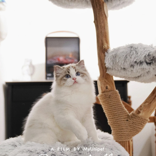 無垢材キャットタワー 北欧風 木製 天然木 ペット家具 キャットベッド