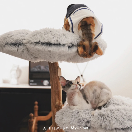 Myunipet【新品未使用】無垢材 天然木 おしゃれ 北欧風 猫家具 Myunipet無垢材 天然木 おしゃれ 北欧風 猫家具