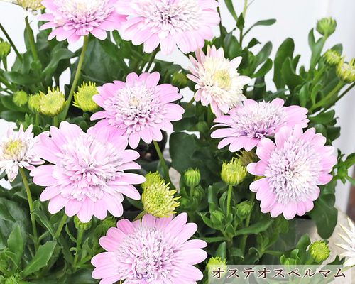 花苗 八重咲き オステオスペルマム ロココ 3.5号 多年草 四季咲き