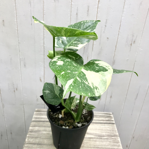 状態良好♡ 2株植え！ 斑入り モンステラ 90 その他インテリア