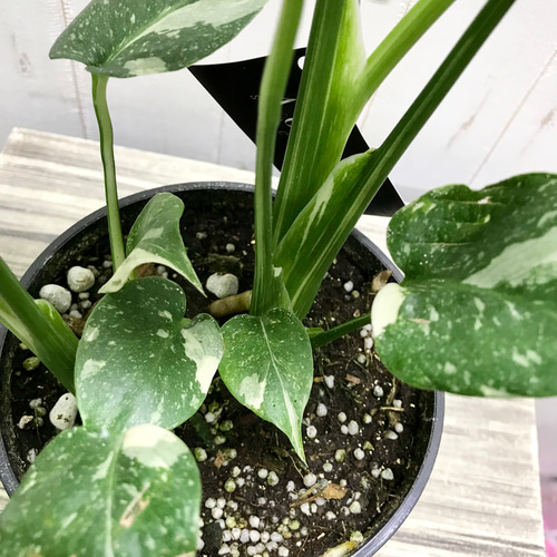 状態良好♡ 2株植え！ 斑入り モンステラ 90 その他インテリア
