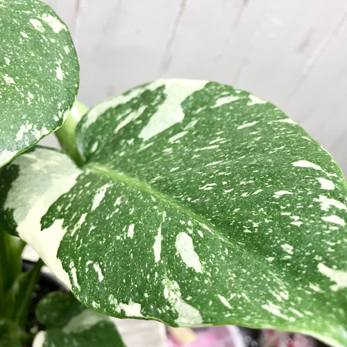 状態良好♡ 2株植え！ 斑入り モンステラ 90 その他インテリア雑貨