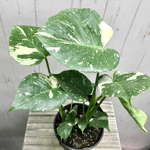 おまとめ2点　寄せ植え、斑入りモンステラmeroron＊mamaです。 送料無料】観葉植物ギフト モンステラおまかせ寄せ植え