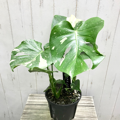 斑入りモンステラ②