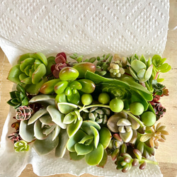 多肉植物 朧月 カット苗10個 多肉植物 pekipeki 通販 16796161