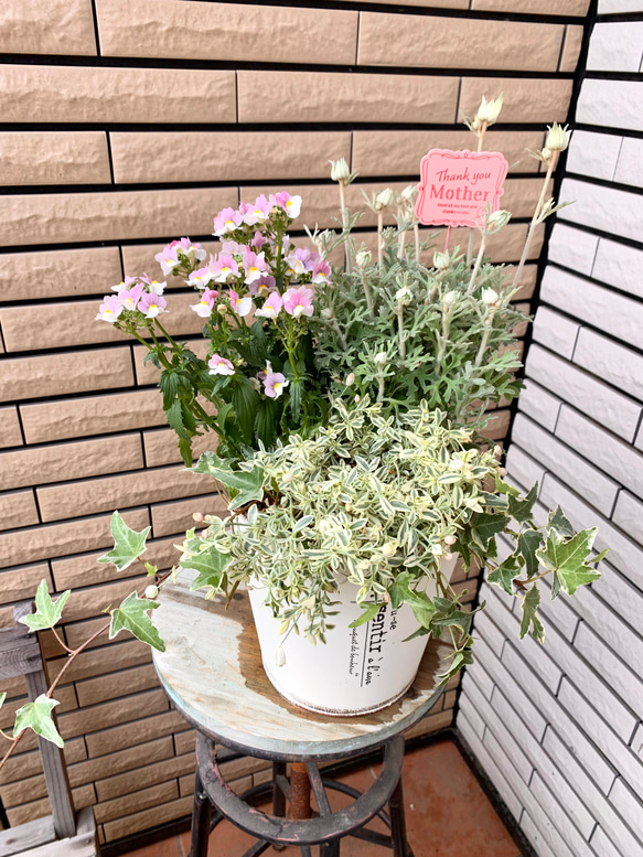 フランネルフラワーのナチュラルな寄せ植え その他インテリア