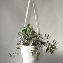 プラントハンガー　マクラメ　マクラメ編み　ホワイト　観葉植物　ハンギング　吊り下げ植物　オルレア　トラディスカンティア 1枚目の画像