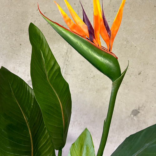 光触媒 人工観葉植物 ウォールグリーン フェイクグリーン ストレッチア