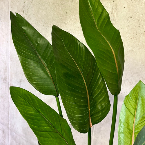 光触媒 人工観葉植物 ウォールグリーン フェイクグリーン ストレッチア