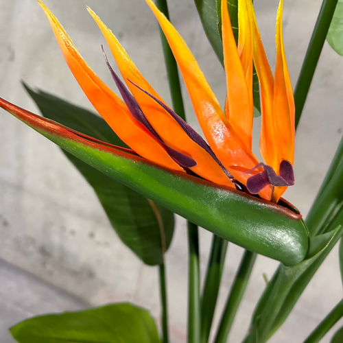 光触媒 人工観葉植物 ウォールグリーン フェイクグリーン ストレッチア