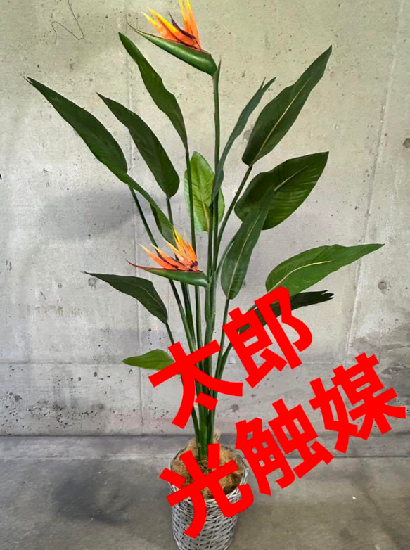 光触媒　人工観葉植物　ウォールグリーン　フェイクグリーン　コンシンネ150a 光触媒 人工観葉植物 ウォールグリーン フェイクグリーン コンシンネ