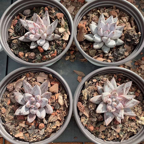 超美苗ケラリアン 【公式通販】