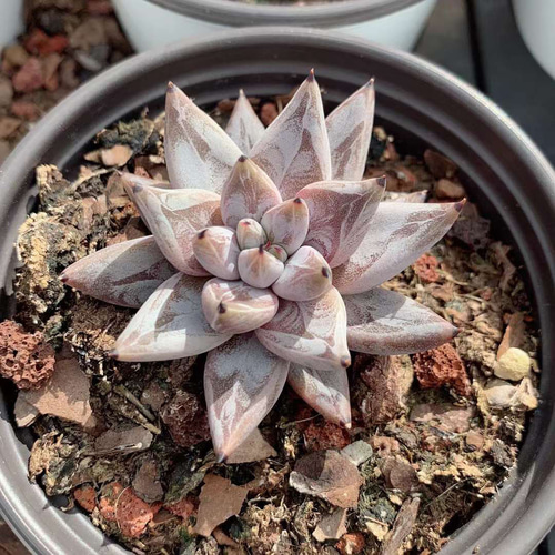 多肉植物 リトープス 緑紫薫 2頭 大玉 2cm 抜き苗 1株 多肉植物 多肉植物 リトープス 緑紫薫 2頭 大玉 2cm 抜き苗 1株 多肉植物