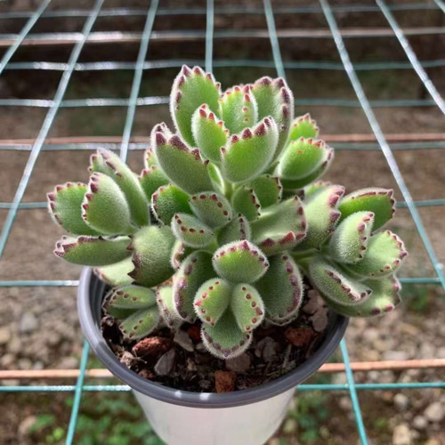 熊童子錦 激レア高級多肉植物 超美苗 韓国苗 観葉植物 花 園芸 多肉