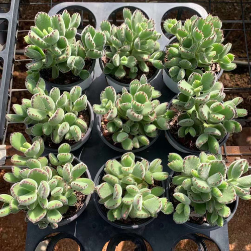 熊童子錦 カット苗 多肉植物 ゆうパケットポストまたはmini発送 T)熊童子