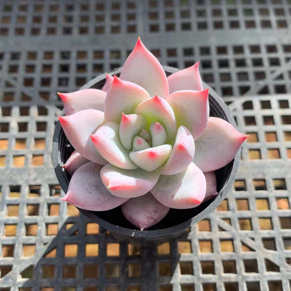 コロラータ 超美苗 大苗 大株 多肉植物 韓国苗 観葉植物 花 園芸 1枚目の画像