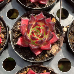 黒夜 エケベリア 超美苗 多肉植物 韓国苗 観葉植物 花 園芸 2枚目の画像