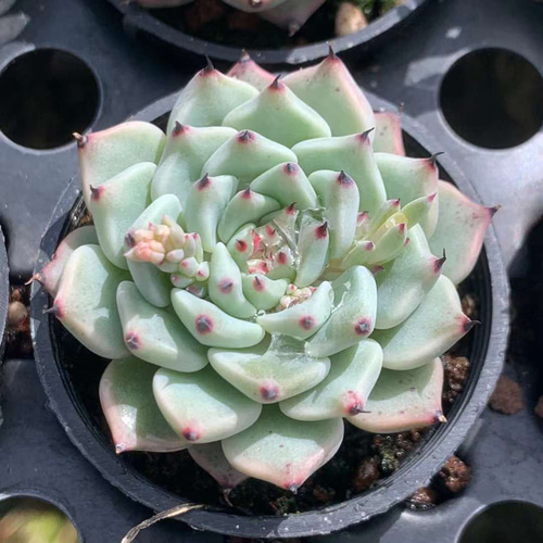 緑爪 エケベリア 超美苗 大苗 大株 多肉植物 韓国苗 観葉植物 花 園芸