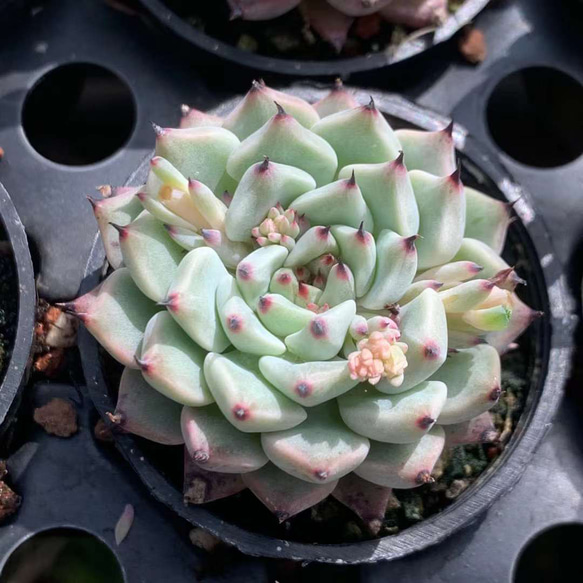 緑爪 エケベリア 超美苗 大苗 大株 多肉植物 韓国苗 観葉植物 花 園芸