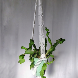 プラントハンガー　マクラメ　マクラメ編み　ホワイト　観葉植物　ハンギング　吊り下げ植物　オルレアホワイトレース 4枚目の画像