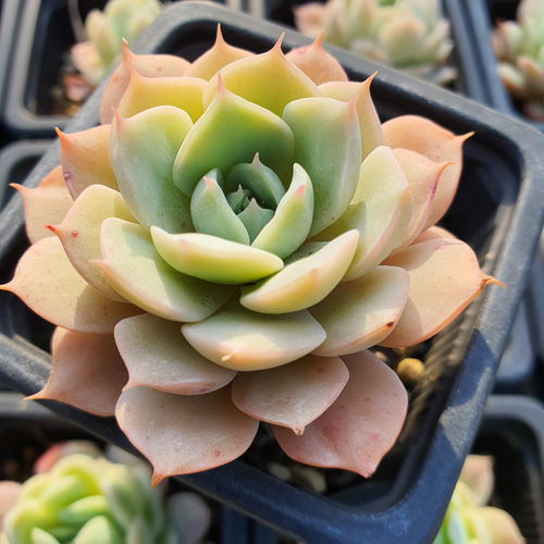 多肉植物 エケベリア ローラ 大苗 抜き苗 子株付き ローラ | TOMOZOO