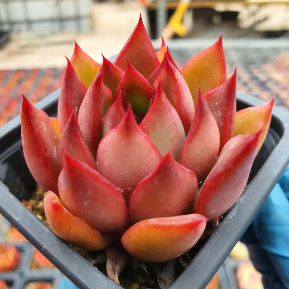 フランク エケベリア 超美苗 大苗 大株 多肉植物 韓国苗 観葉植物 花 園芸 6枚目の画像